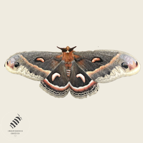 Cecropia Moth (Hyalophora
cecropia)