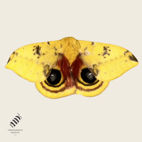 Io Moth (Automeris io)
