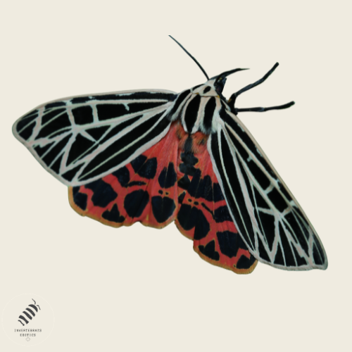 Virgin Tiger Moth