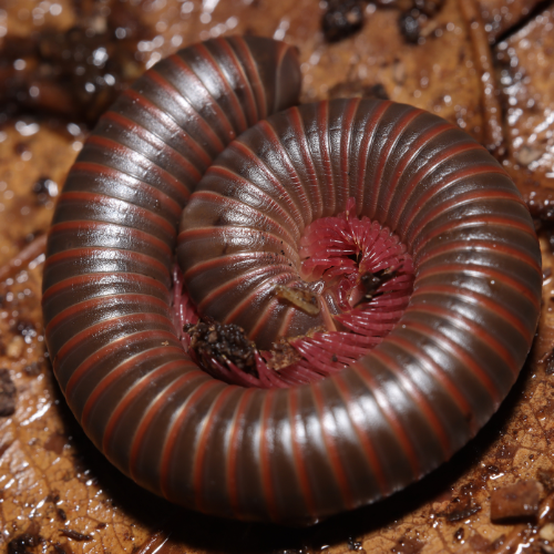 GIANT AMERICAN MILLIPEDE "NARCEUS AMERICANUS"