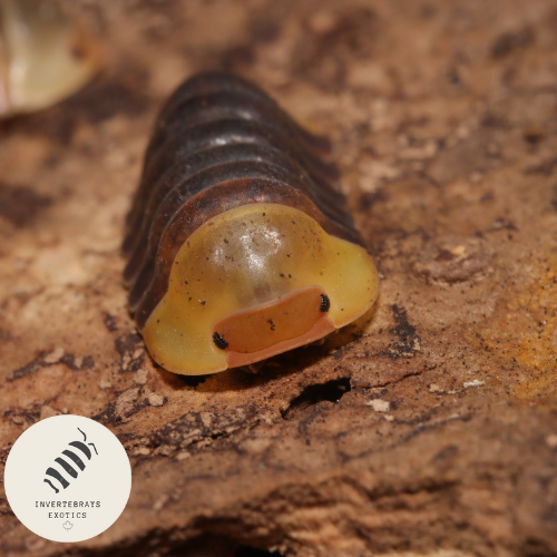 ISOPOD CUBARIS SP. RUBBER DUCKIES