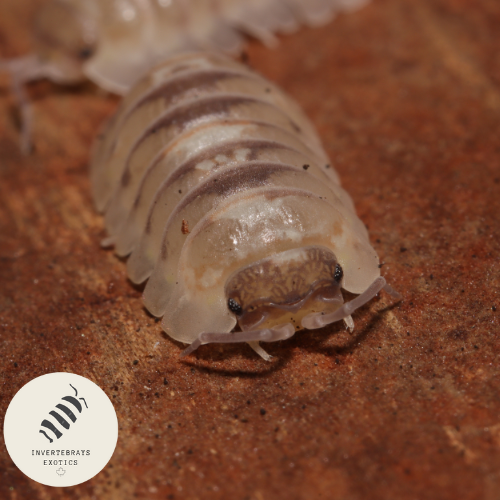 ARMADILLIDIUM ESPANYOLI "MARBLEIZED"