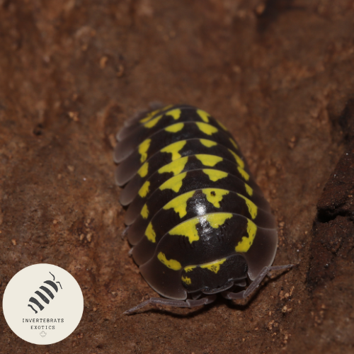 ISOPOD ARMADILLIDIUM GESTROI “GIANT GOLD SPOTTED”