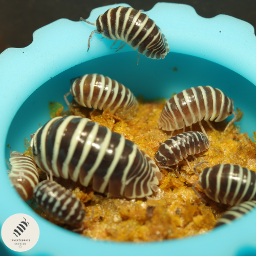 Isopod feeding dish