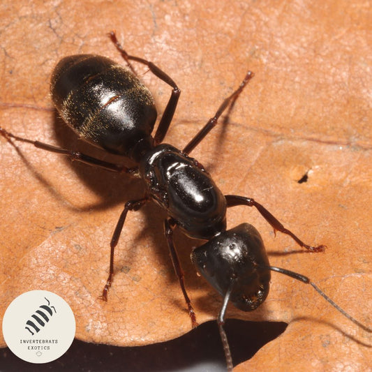Camponotus Pennsylvanicus (Eastern Black Carpenter Ant Queen)