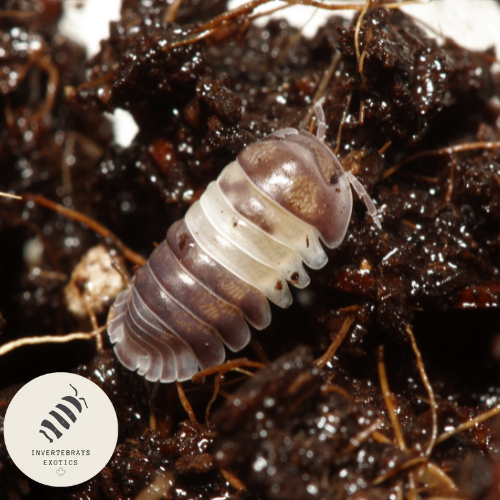 ISOPOD CUBARIS SP PANDA KING Invertebrays isopod-cubaris-sp-panda-king-invertebrays
