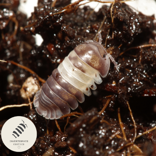 ISOPOD CUBARIS SP. PANDA KING