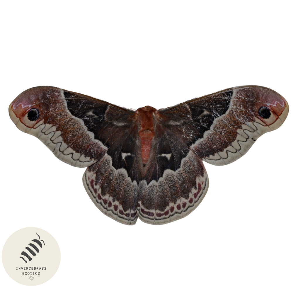 !  Promethea moth caterpillars ! (Coming soon)