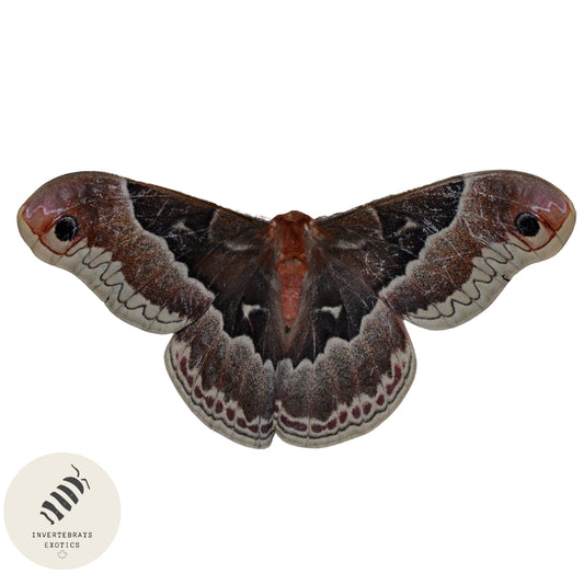 !  Promethea moth caterpillars ! (Coming soon)
