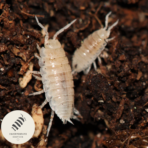 DWARF WHITE ISOPODS "TRICHORINA TOMENTOSA"