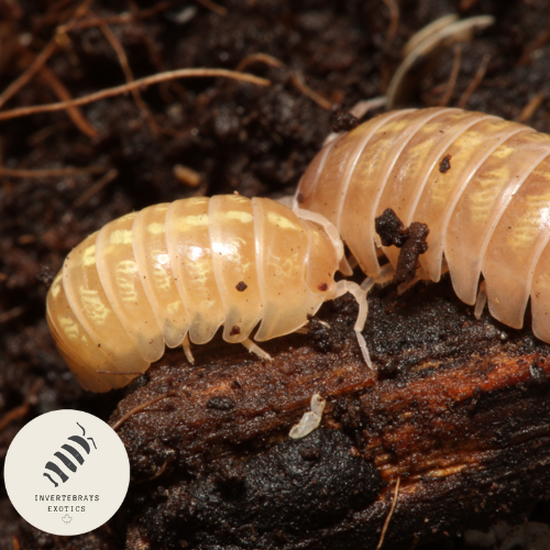 ISOPOD ARMADILLIDIUM VULGARE "T+ ALBINO"