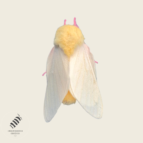 Rosy Maple moth (Cotton Candy)