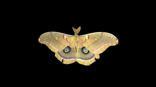 Polyphemus Moth Caterpillars!