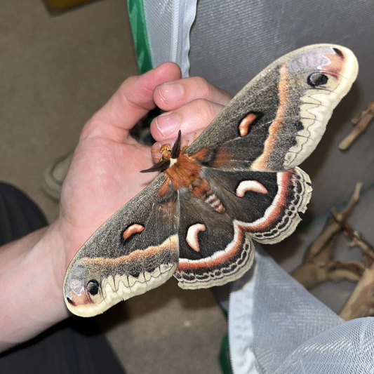 ! Cecropia moth caterpillars ! (Coming soon)